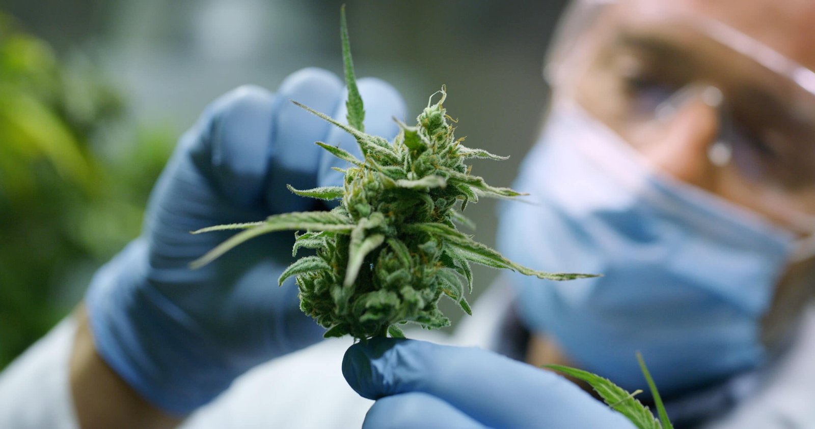 Therapeutic-Cannabis-scaled