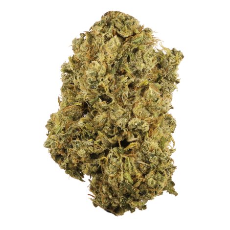 durban-poison